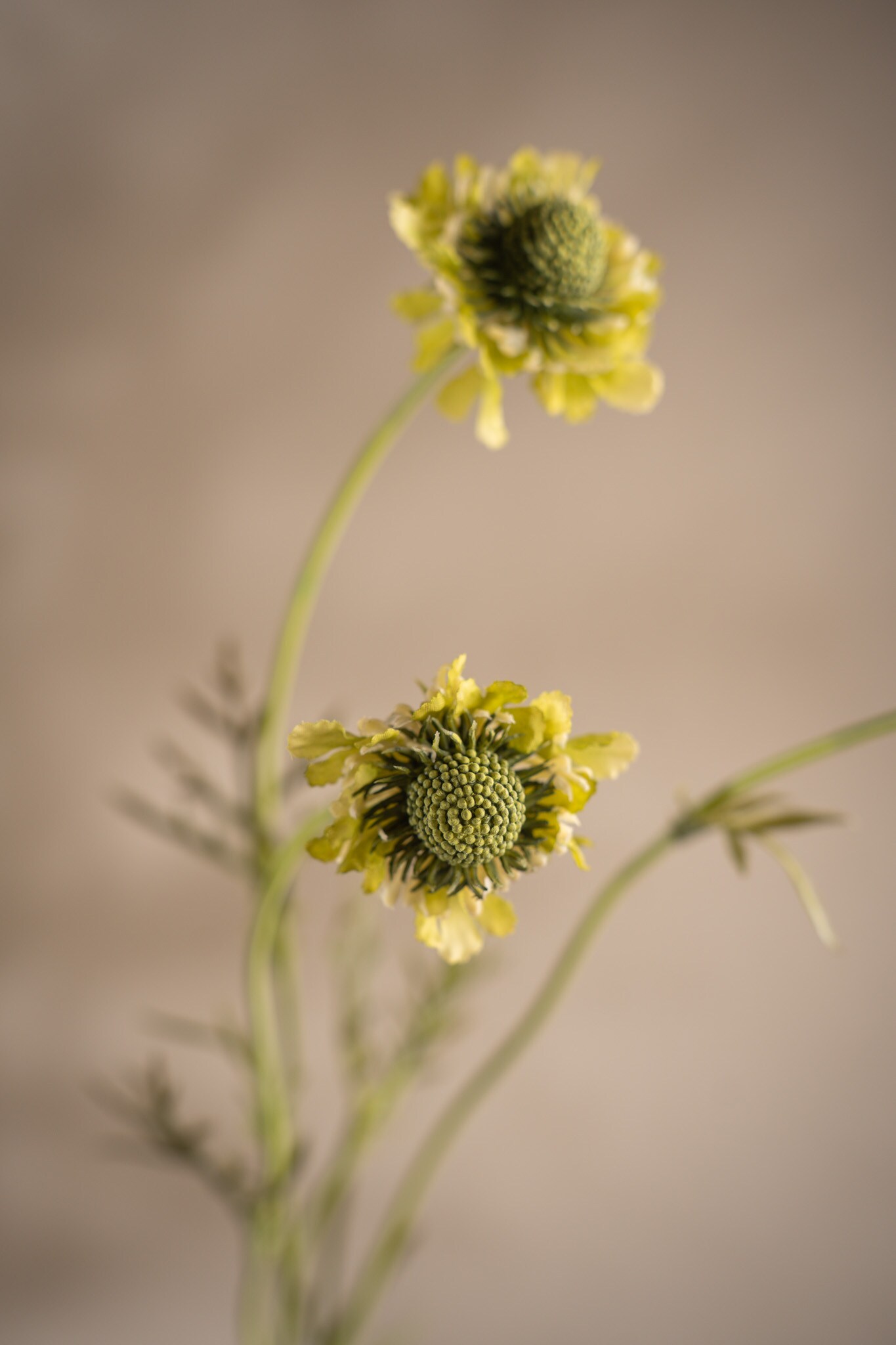 Scabiosa Lime - Bild 2